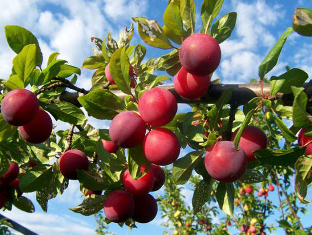 7 loại trái cây đặc sản Tây Bắc