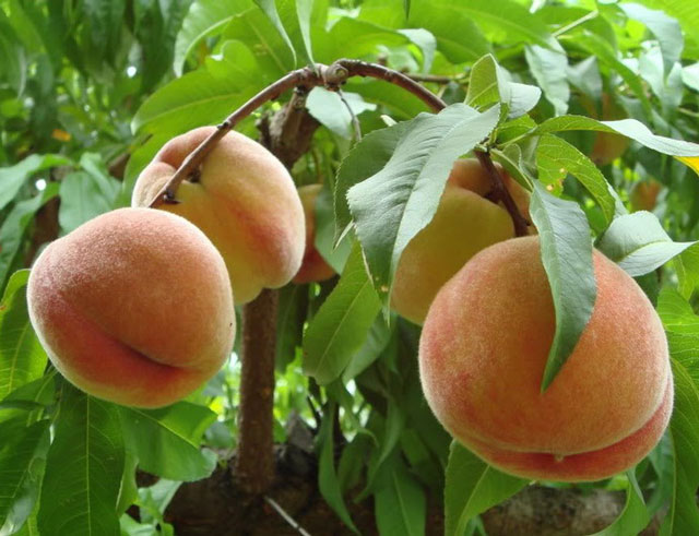 7 loại trái cây đặc sản Tây Bắc